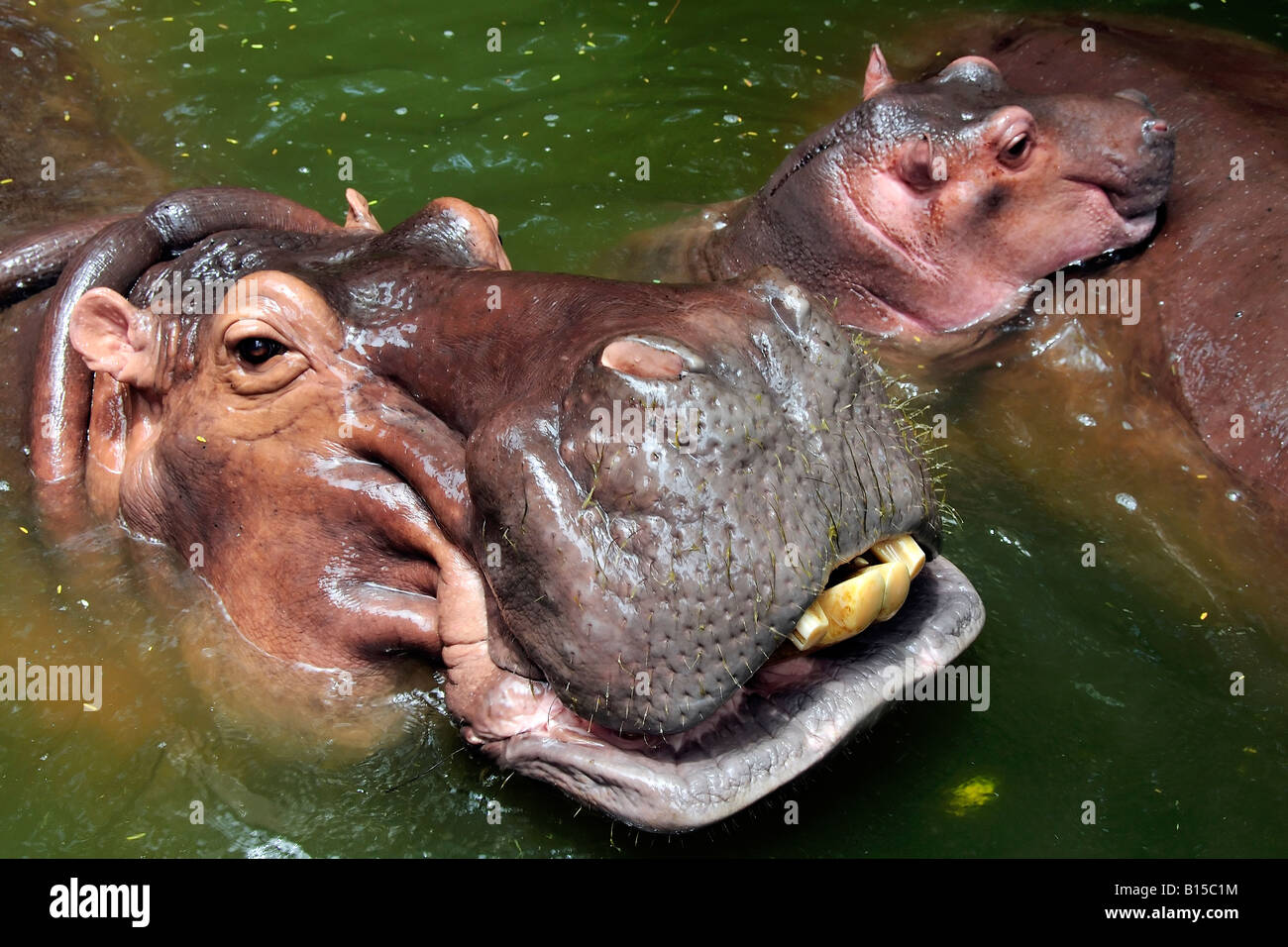 Un hippopotame heureux famille au bord de la piscine de baignade Banque D'Images