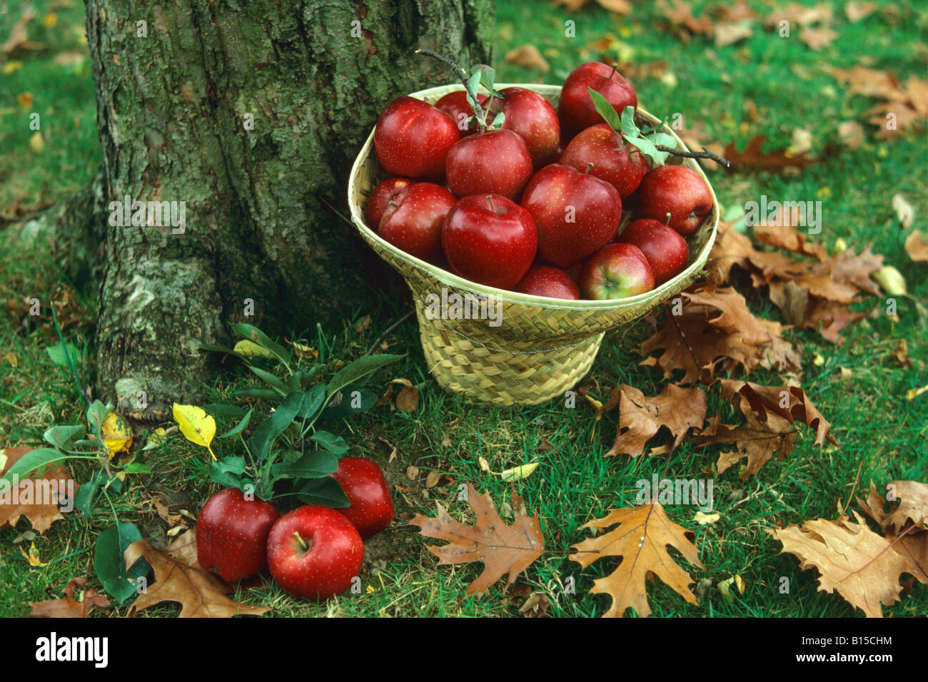 Panier des pommes, par Sharon Cummings/Dembinsky photo Assoc Banque D'Images