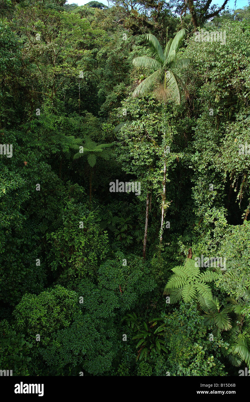La forêt pluviale Costarica foresta foresta tropicale alto dall Braulio Carrillo veduta aerea palme felci arboree Banque D'Images