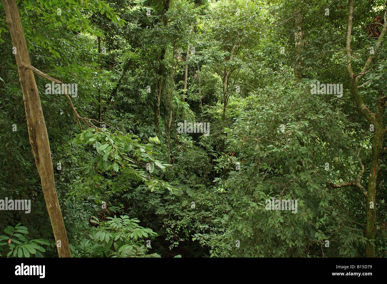 La forêt pluviale Costarica foresta foresta tropicale alto dall Braulio Carrillo veduta aerea Banque D'Images