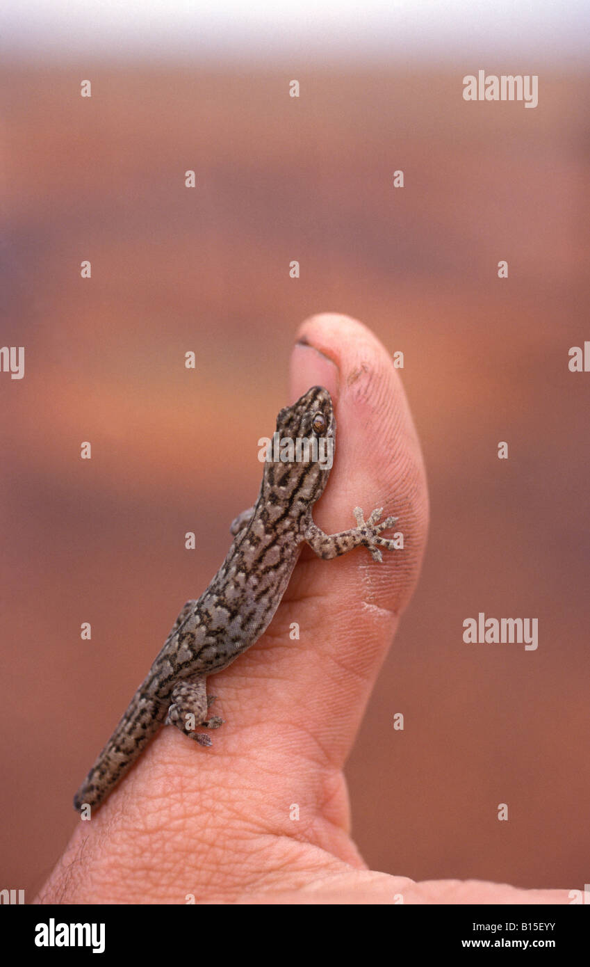 Arbre généalogique Gecko dtella Simpson Desert Australie Territoire du Nord Banque D'Images