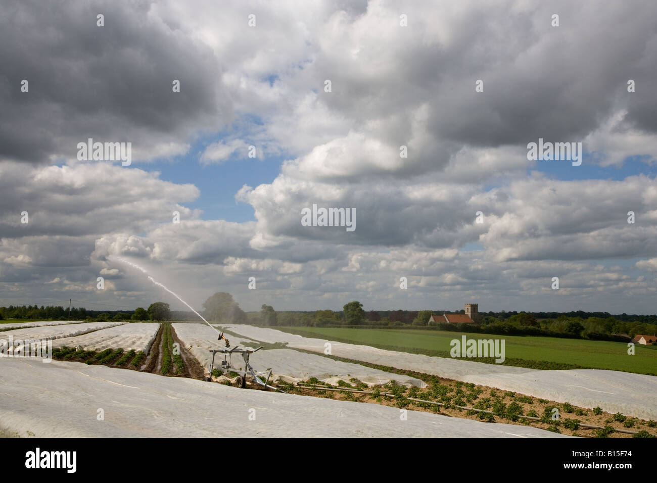 L'irrigation des cultures de pommes de terre nouvelles Norfolk UK peut Banque D'Images