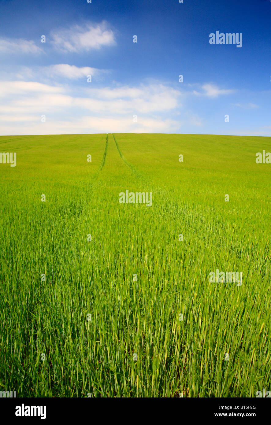 Un champ de nouvelles cultures céréalières vert et un ciel bleu. Banque D'Images