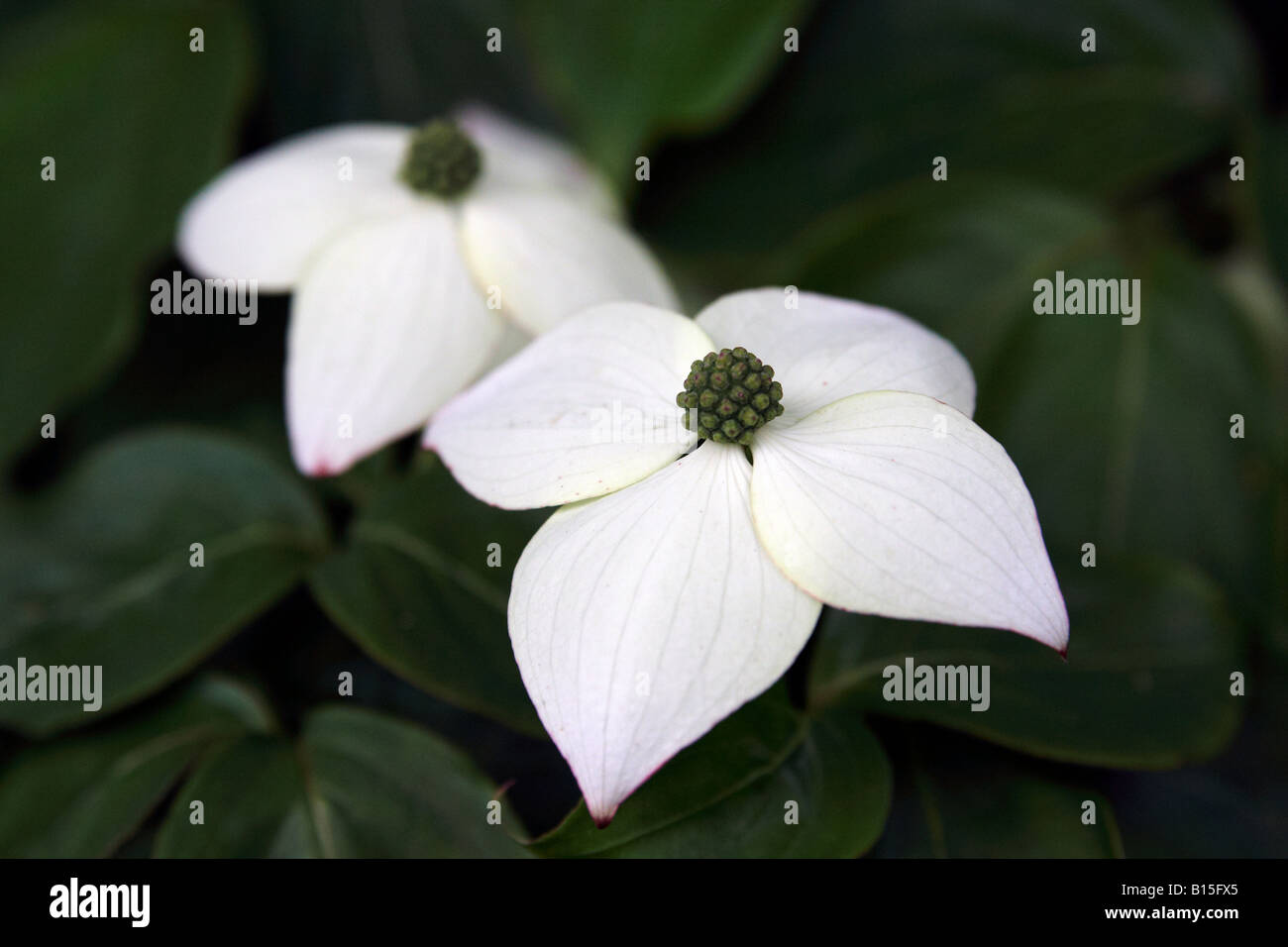 Fleurs A 4 Petales