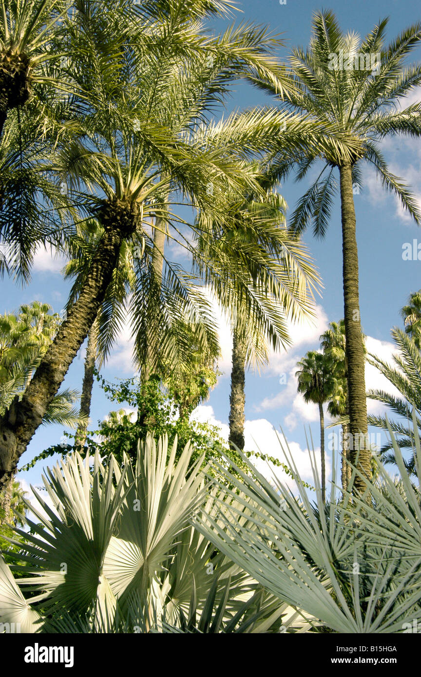 Palmiers dans le jardin Majorelle, MARRAKECH,MAROC Banque D'Images