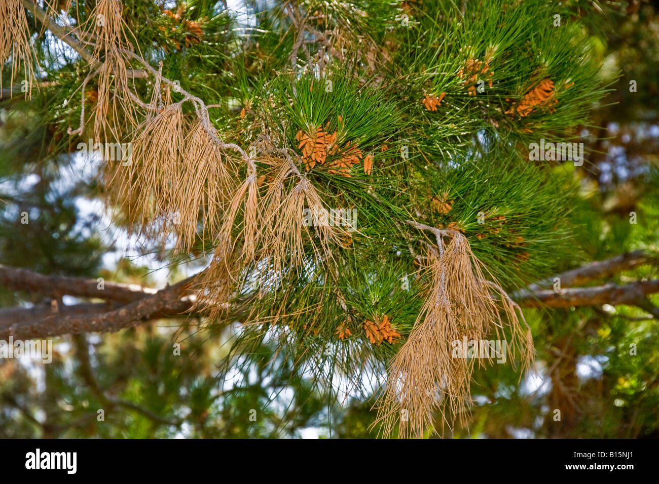 Pine Tree en Californie du Sud montre les dégâts causés par les insectes parmi les ravageurs qui causent de tels dommages sont les pucerons et adelgids du pin ponderosa Banque D'Images