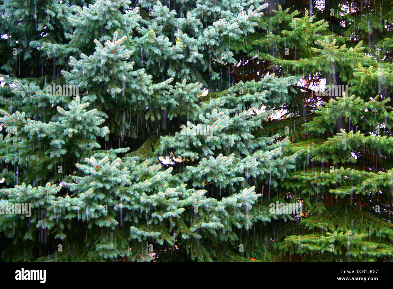 Neige précoce sur l'Épinette bleue ( Picea pungens ) Amérique du Nord Banque D'Images