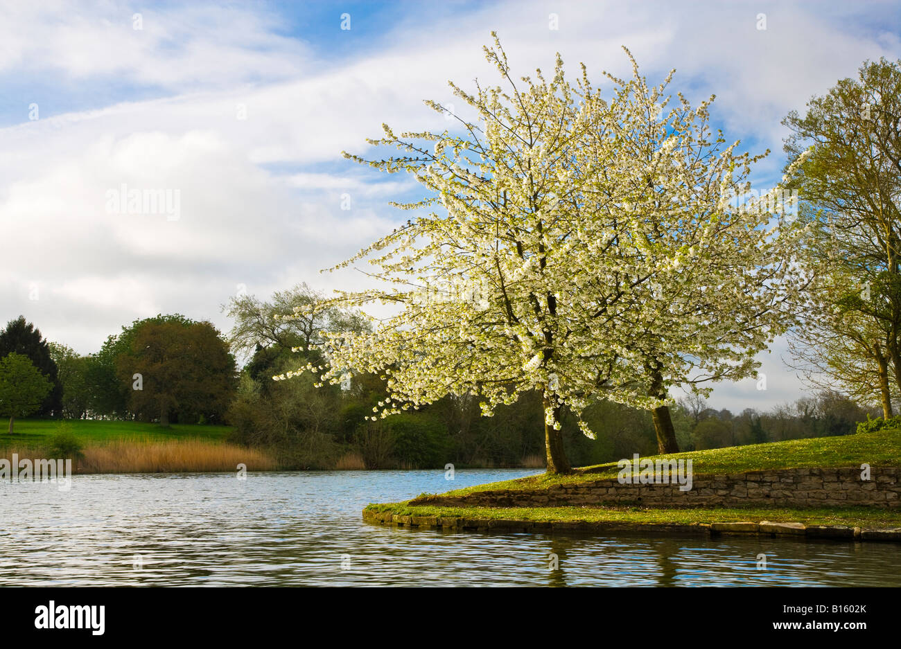 Fleur blanche sur un arbre au bord du lac sur un matin de printemps ensoleillé à Coate Water Country Park, Wiltshire, Angleterre, Royaume-Uni Banque D'Images