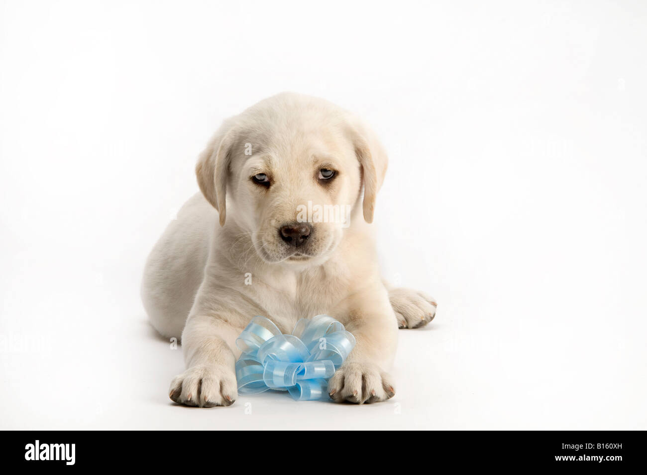 Lab mâle chiot sur white with blue ribbon Banque D'Images