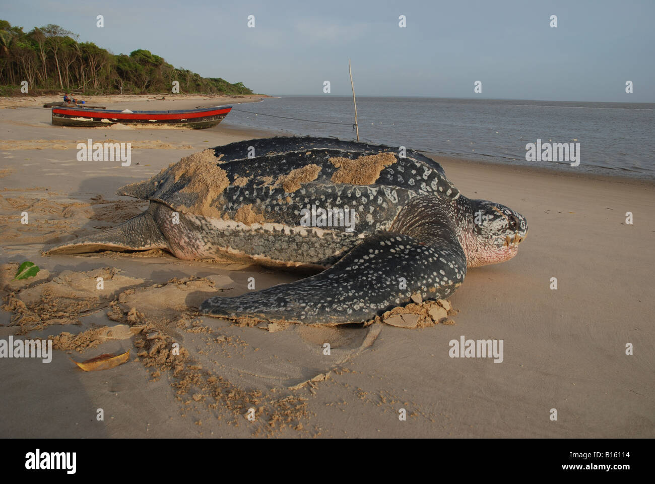 Après la tortue luth pondre des œufs à revenir sur la mer Banque D'Images