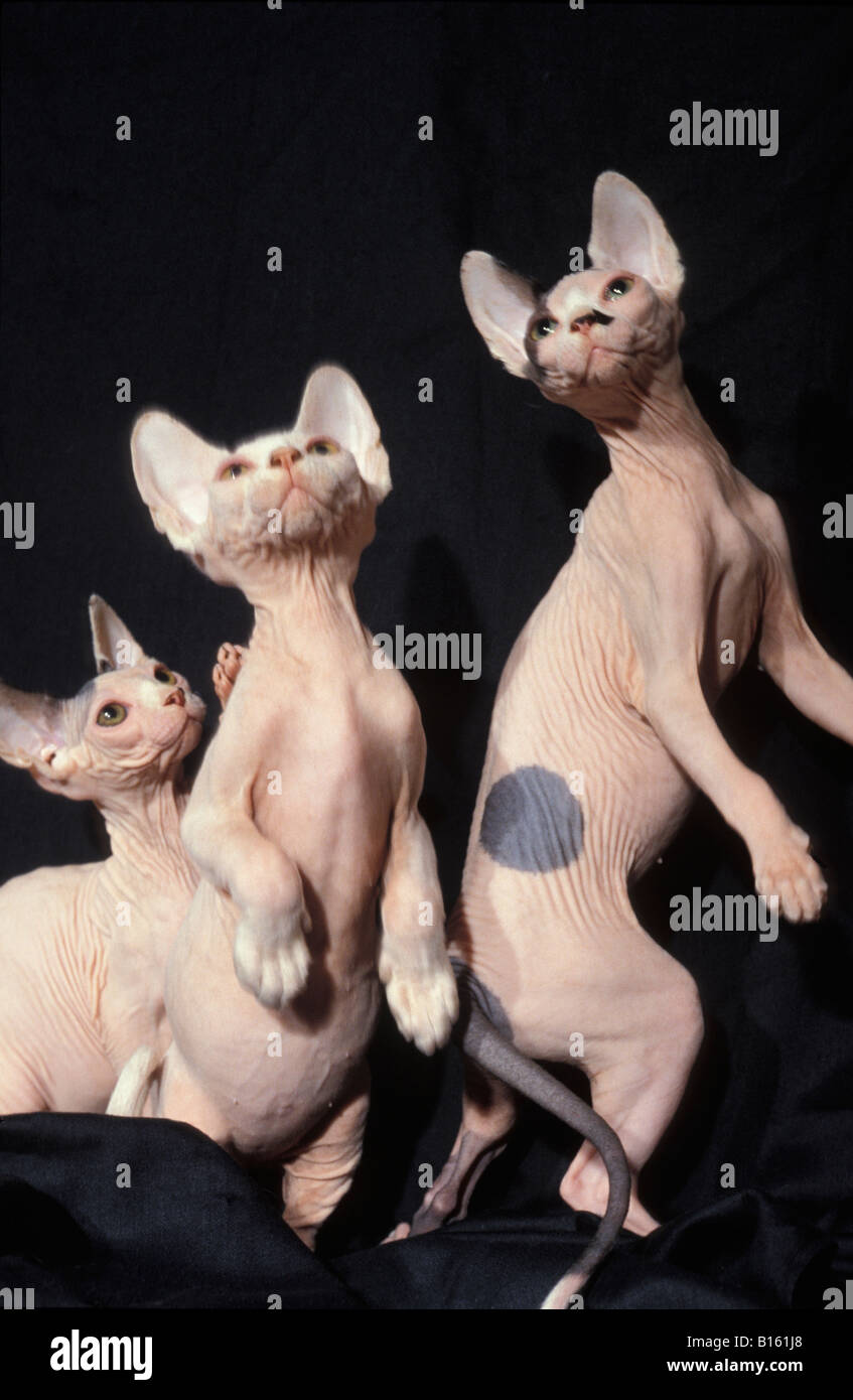 Portraits de chats Sphinx auto rouge assis en studio seules actions Action Chat Felis catus domesticus chats compter compter Cut out D Banque D'Images