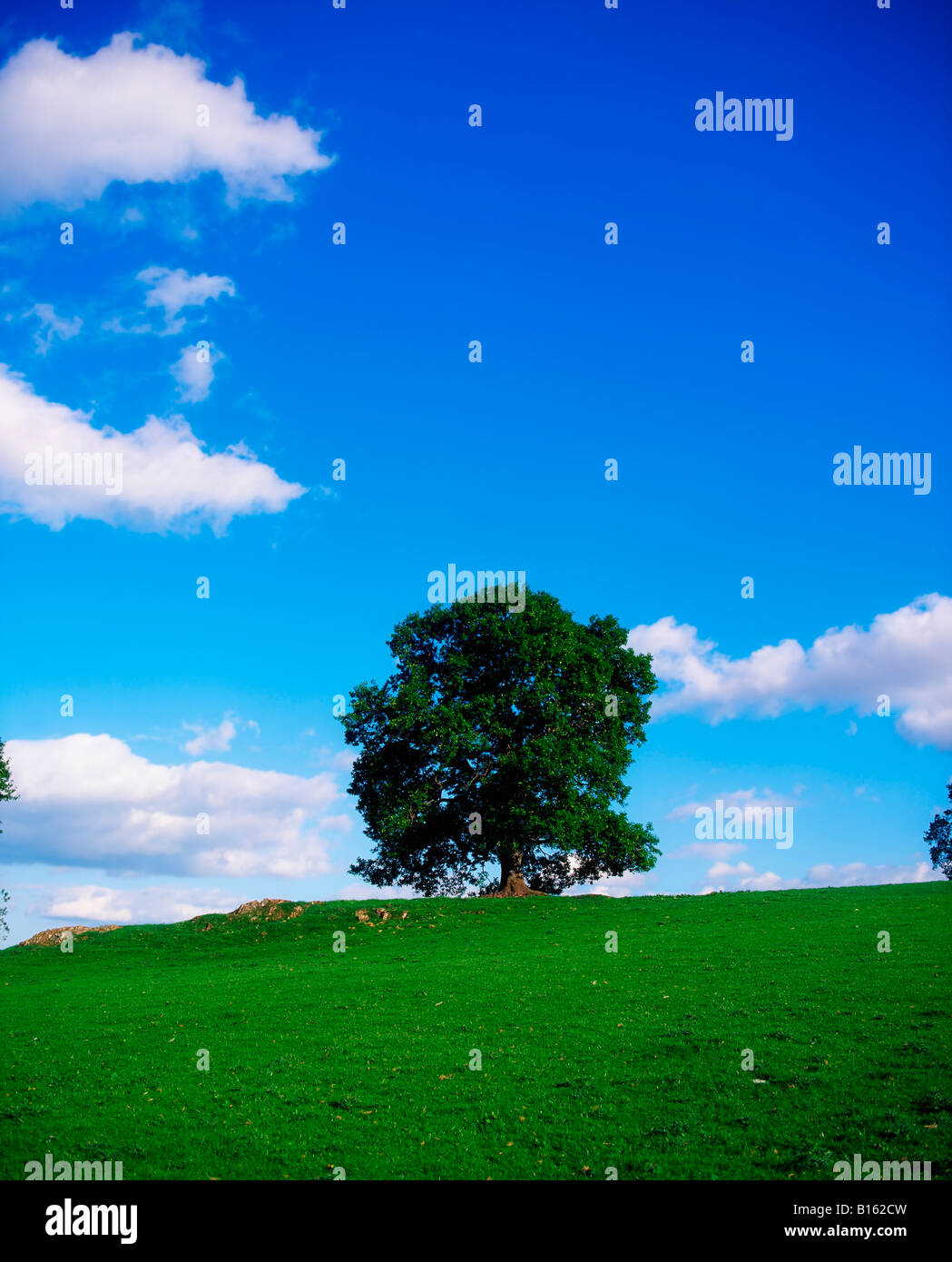 Hêtre solitaire Banque D'Images