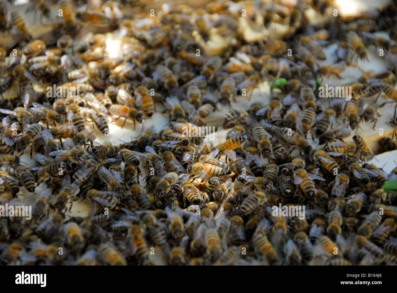 "Accueil chaleureux des abeilles dans ^^portable ruche, 'San Francisco', Californie' Banque D'Images