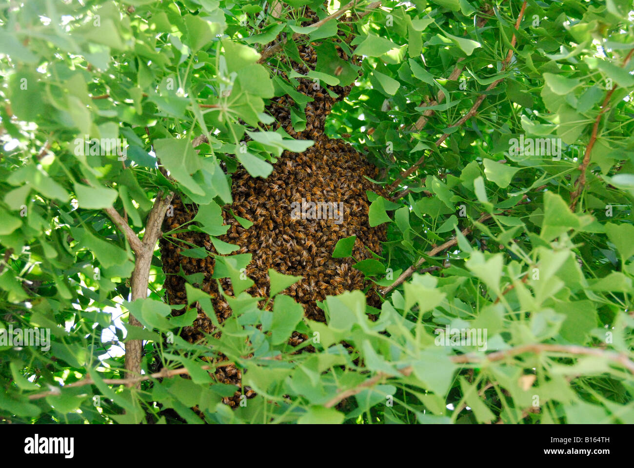 "Accueil chaleureux des abeilles dans ^Ginko arbre, 'San Francisco', Californie' Banque D'Images