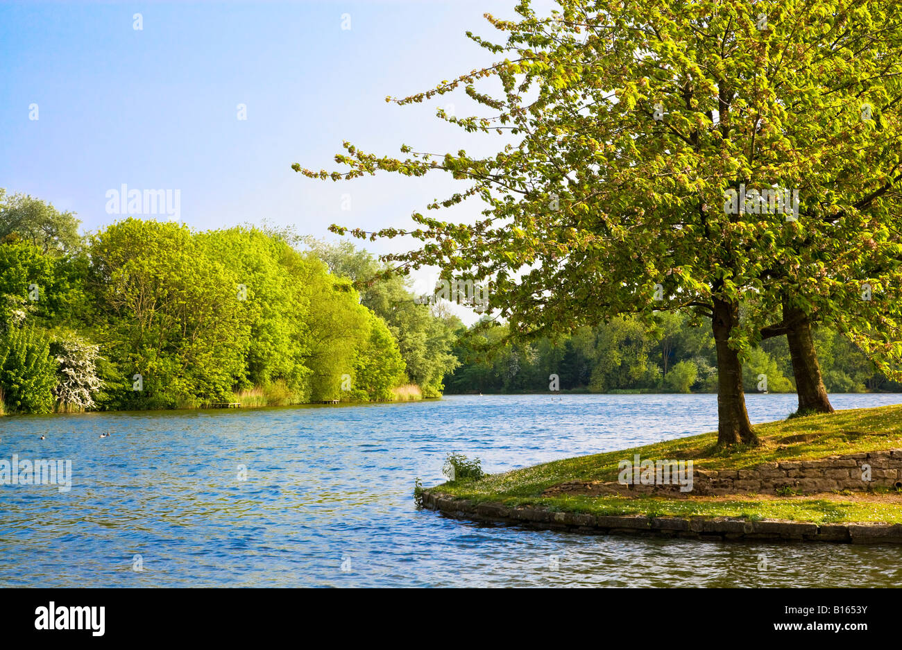 Le lac sur une journée ensoleillée en été à Coate Water Country Park, une réserve naturelle locale près de Swindon, Wiltshire, England, UK Banque D'Images