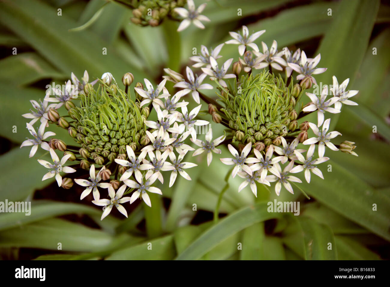 Quill portugais, Scilla peruviana, crème algérienne, jacinthaceae. Banque D'Images