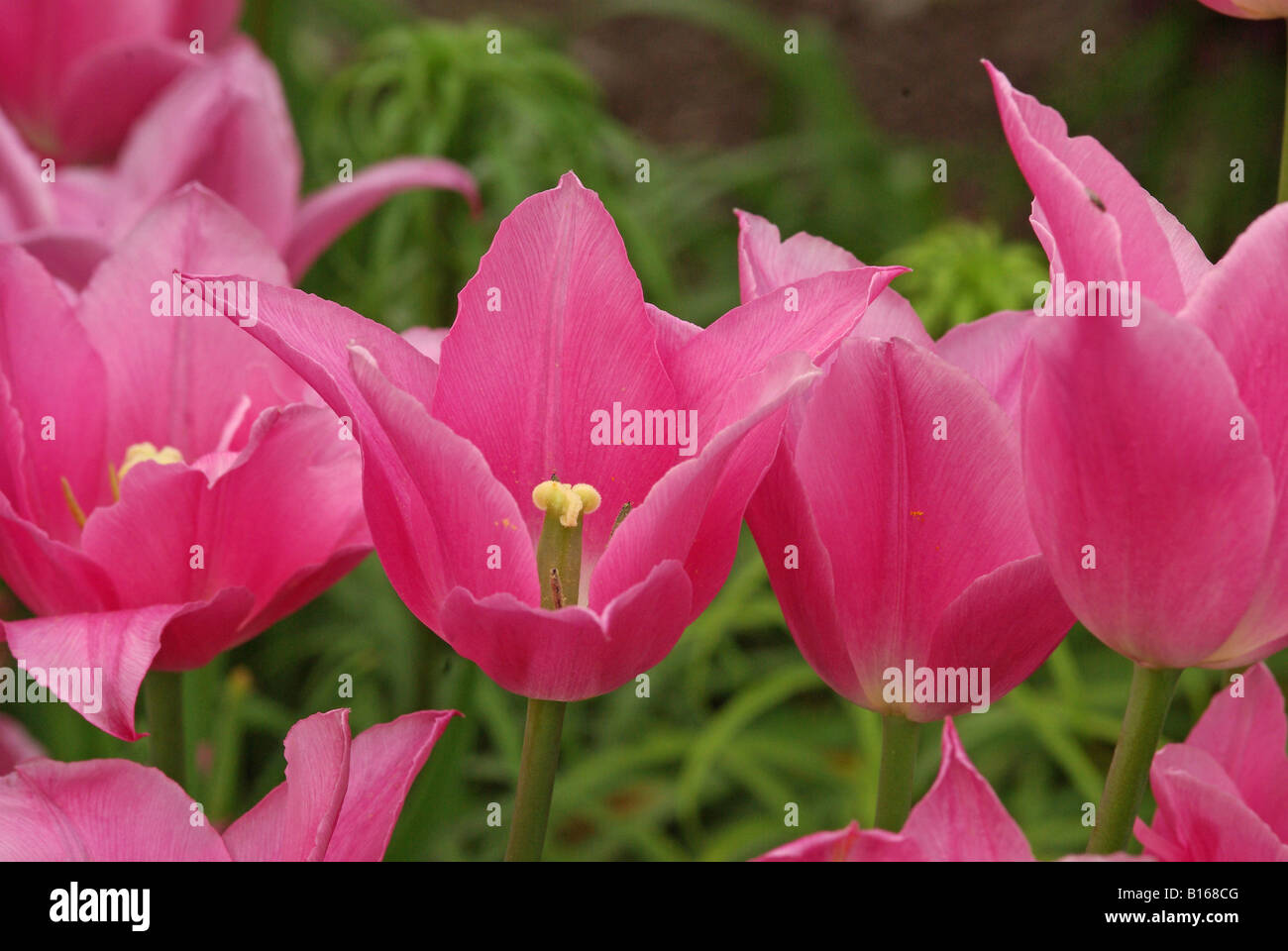 Tulipa ROSE DE CHINE Banque D'Images