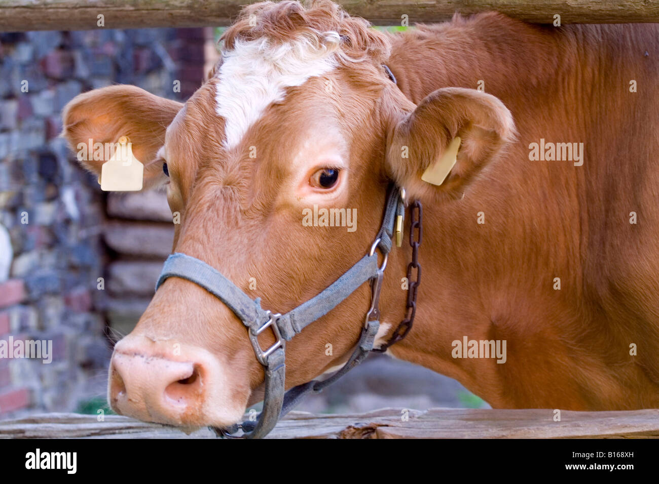 Animaux de la ferme Banque D'Images