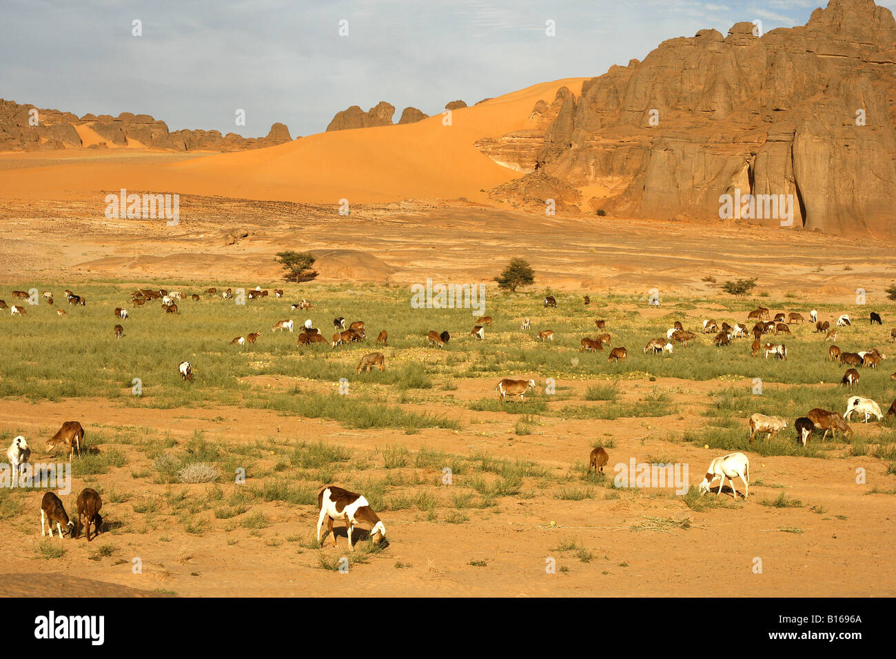 Troupeau de chèvres dans Tagelment Samedat Tassili Ahaggar Sahara Algérie Banque D'Images