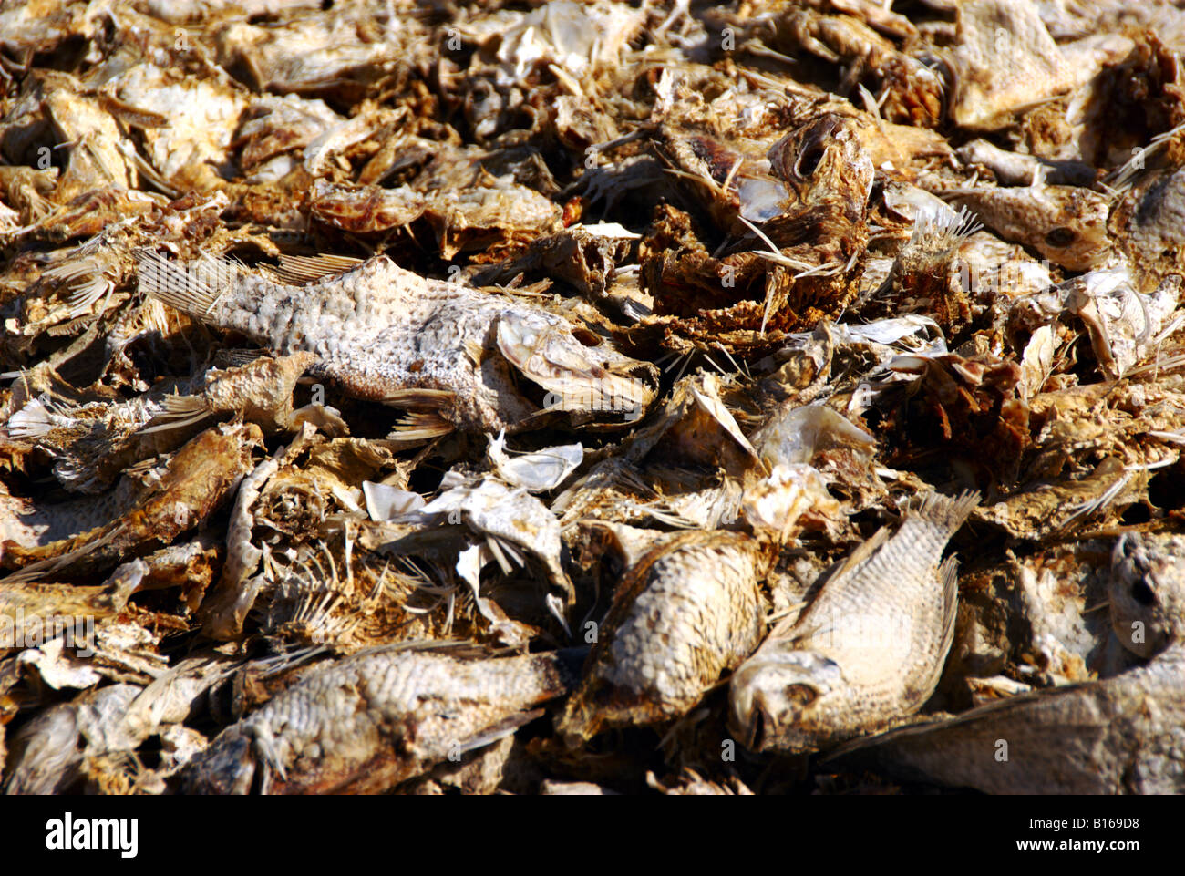 Le poisson Tilapia morte sur le lit asséché du lac Salton - un écosystème menacé, California, USA Banque D'Images
