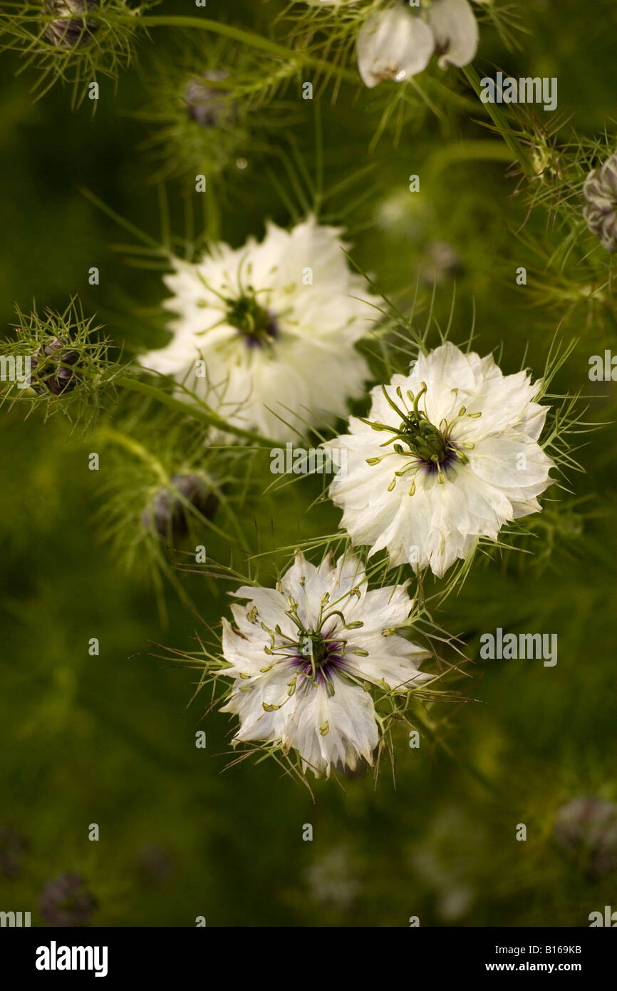 Jardin blanc barbeaux Banque D'Images