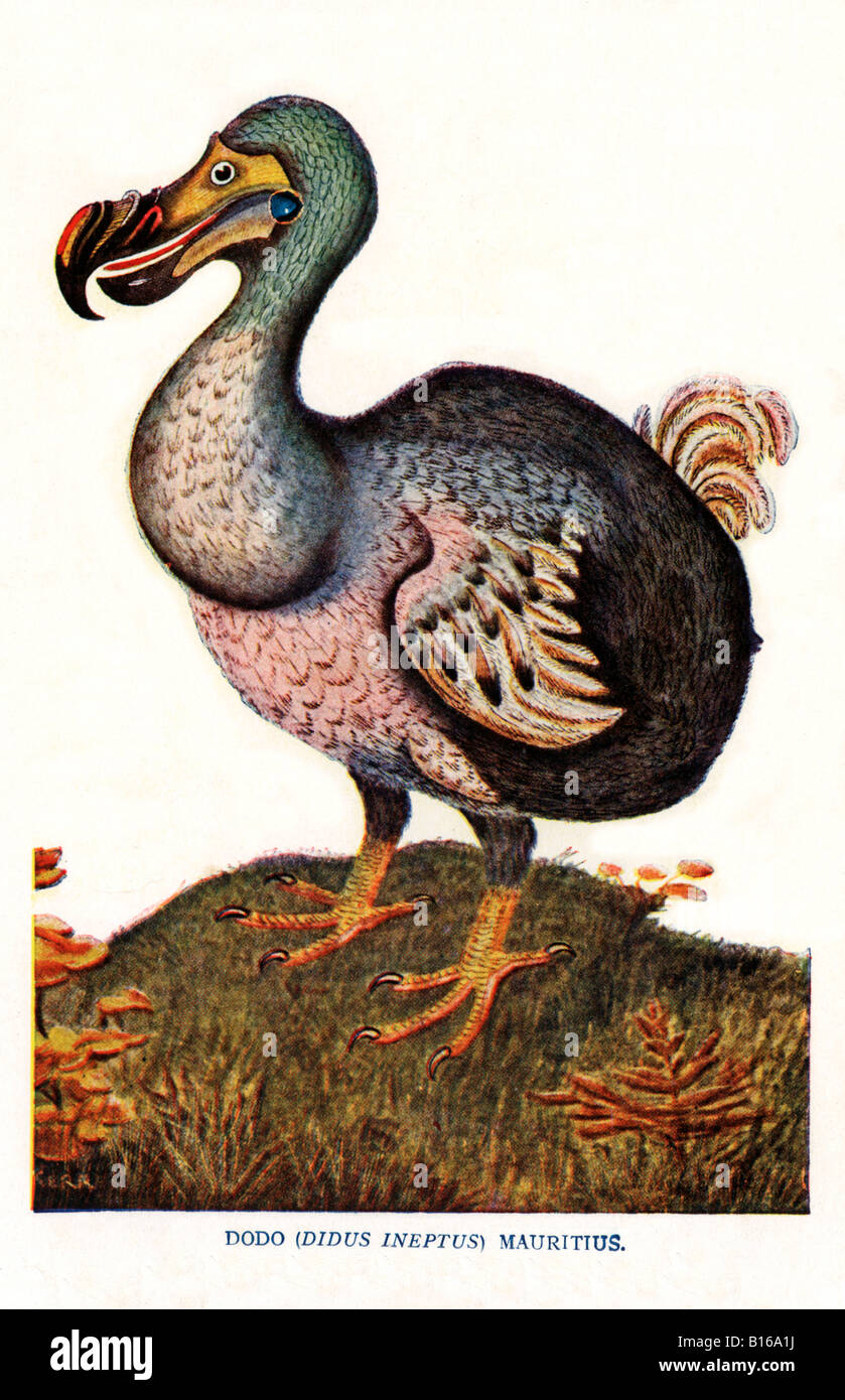 Lillustration De Lépoque Victorienne Dodo Oiseau Didus