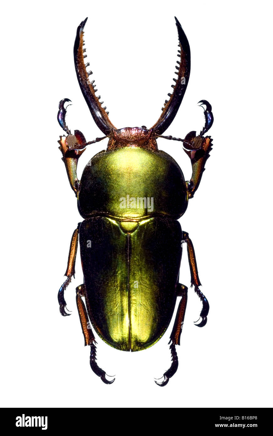 Jewel beetle Lamprima adolphinae irisé mâle Banque D'Images