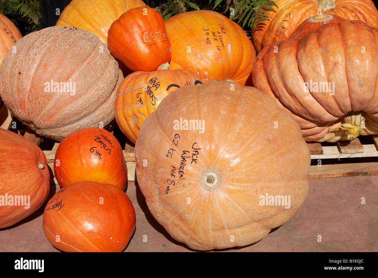 Sélection de différentes citrouilles à la concurrence croissante de l'enfant Banque D'Images