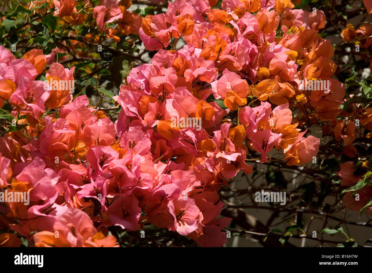 Pêche et fleurs roses fleurs bougainvilliers bougainvilliers gros plan nyctaginaceae Madère Portugal UE Europe Banque D'Images