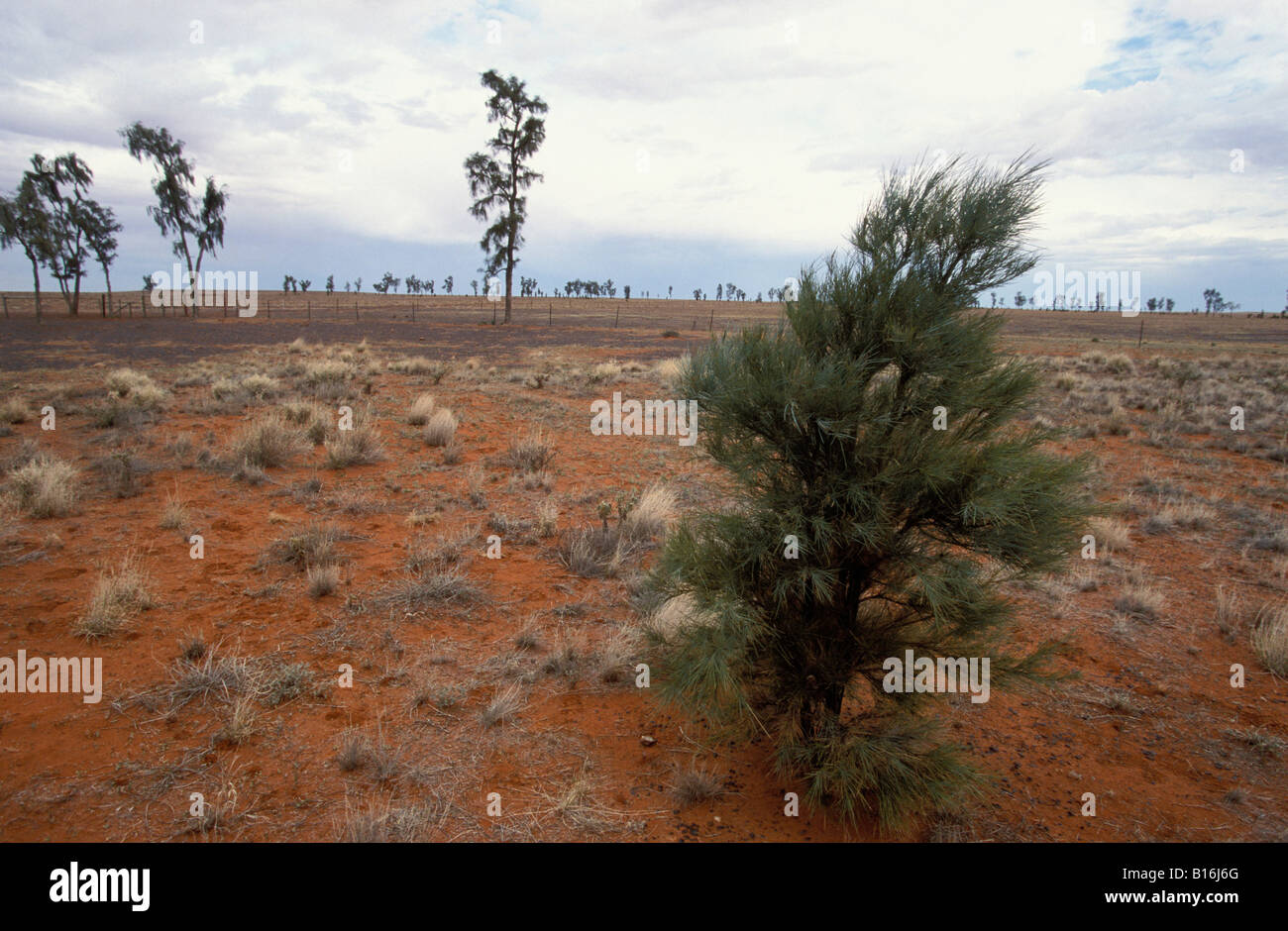 Waddy Arbres Acacia Peuce Espèces rares Réserve de conservation Clarke Mac Simpson Desert Australie Territoire du Nord Banque D'Images
