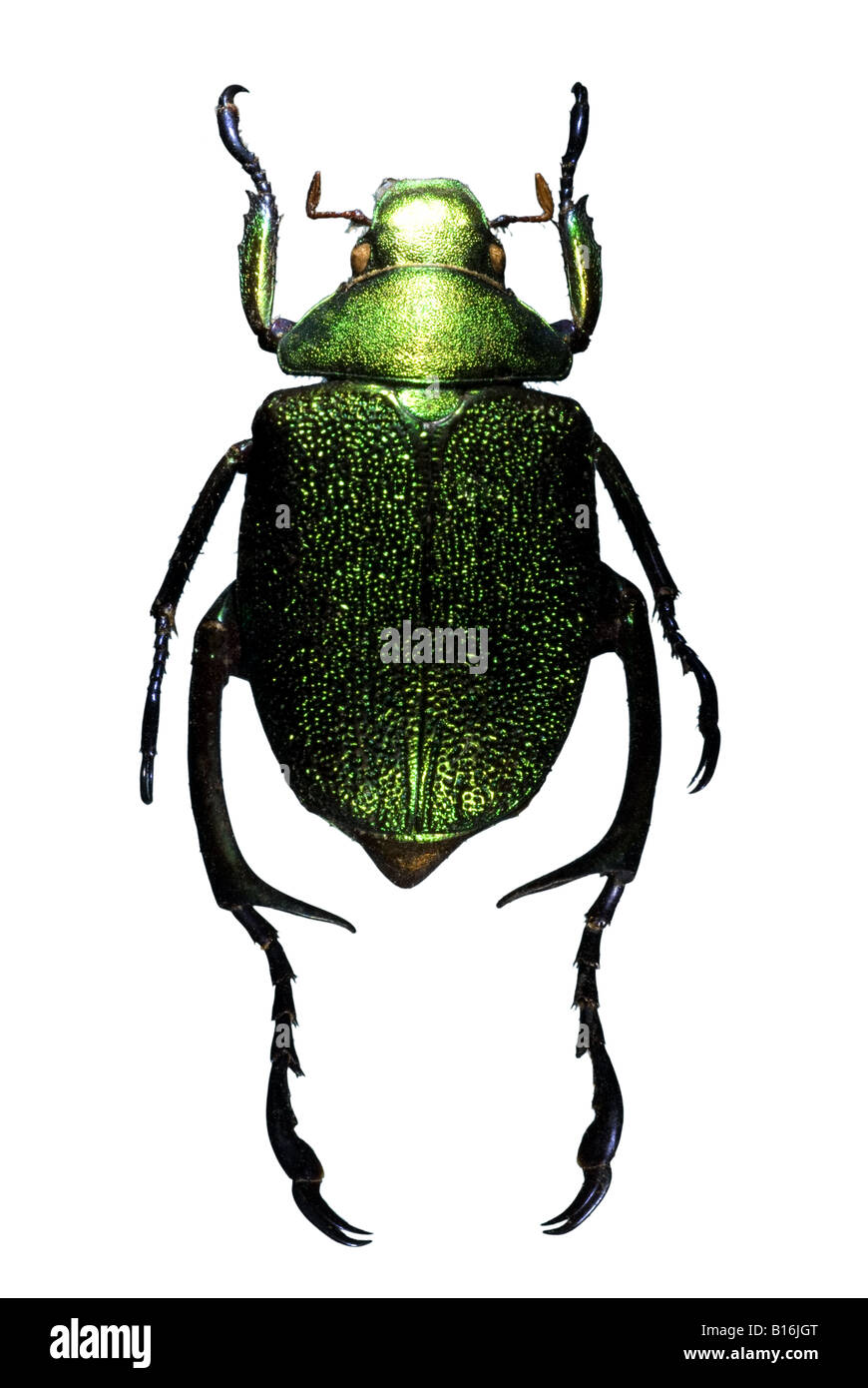 Jewel beetle Chrysophora chrysochlora homme Banque D'Images