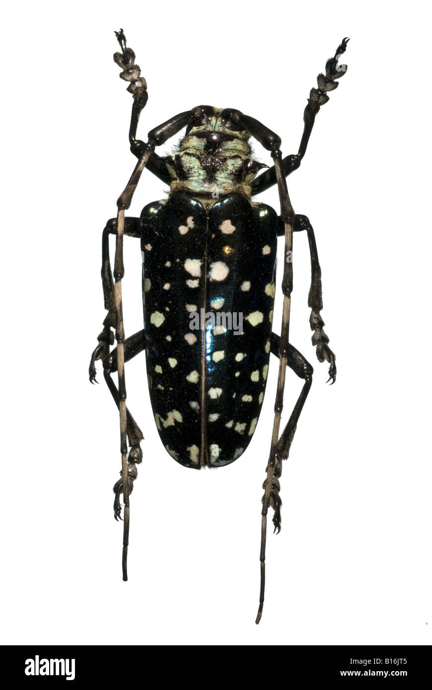Jewel beetle grandes antennes points blancs Banque D'Images