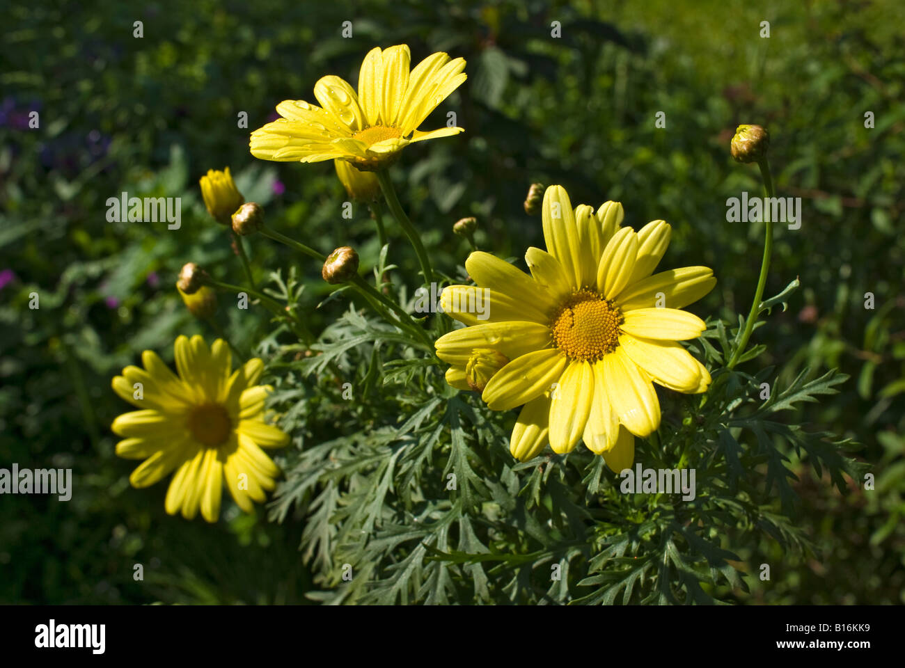 Fleurs jaune d'argyranthemum Butterfly en Juin Banque D'Images