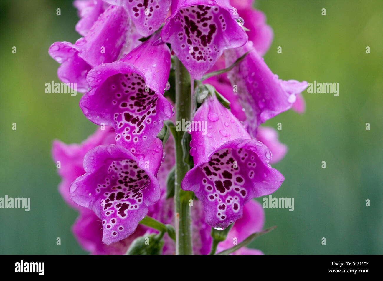 Gouttes de pluie sur un wild foxglove Banque D'Images