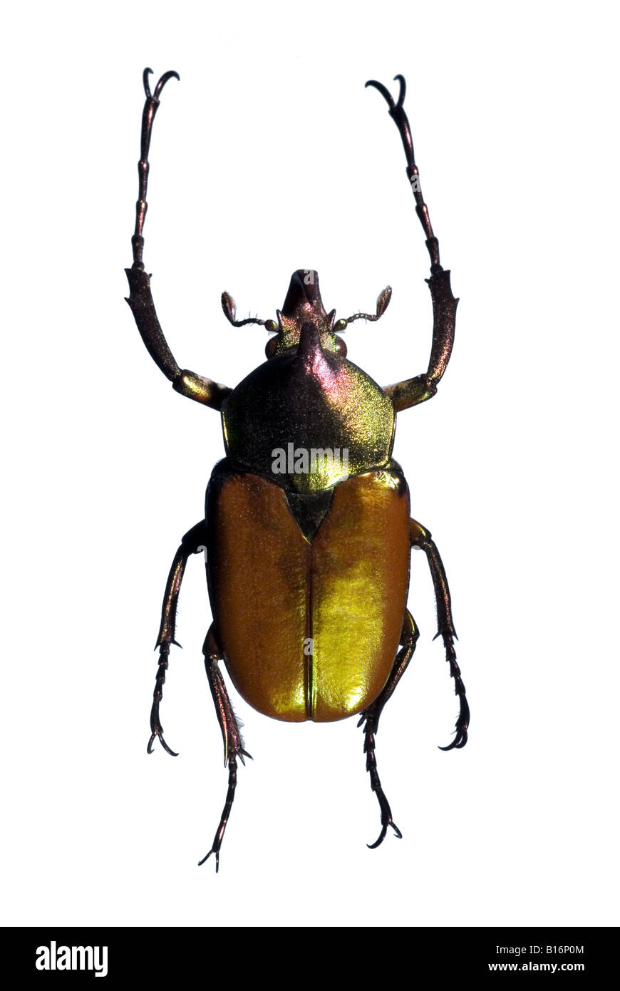 Phaedimus jewel beetle rose irisé jagori Banque D'Images