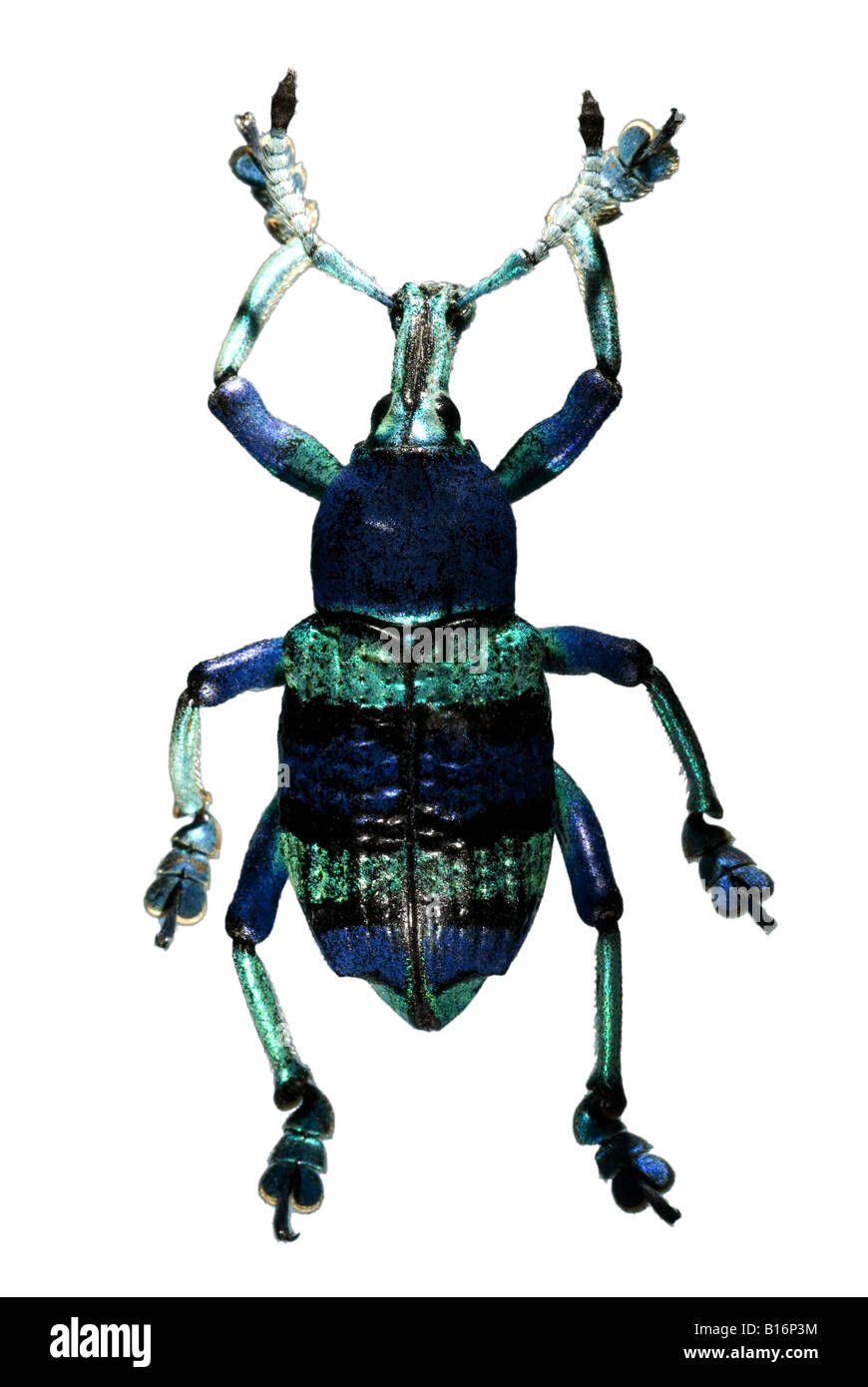 Jewel beetle Sphenomorphus irisé sp. Banque D'Images