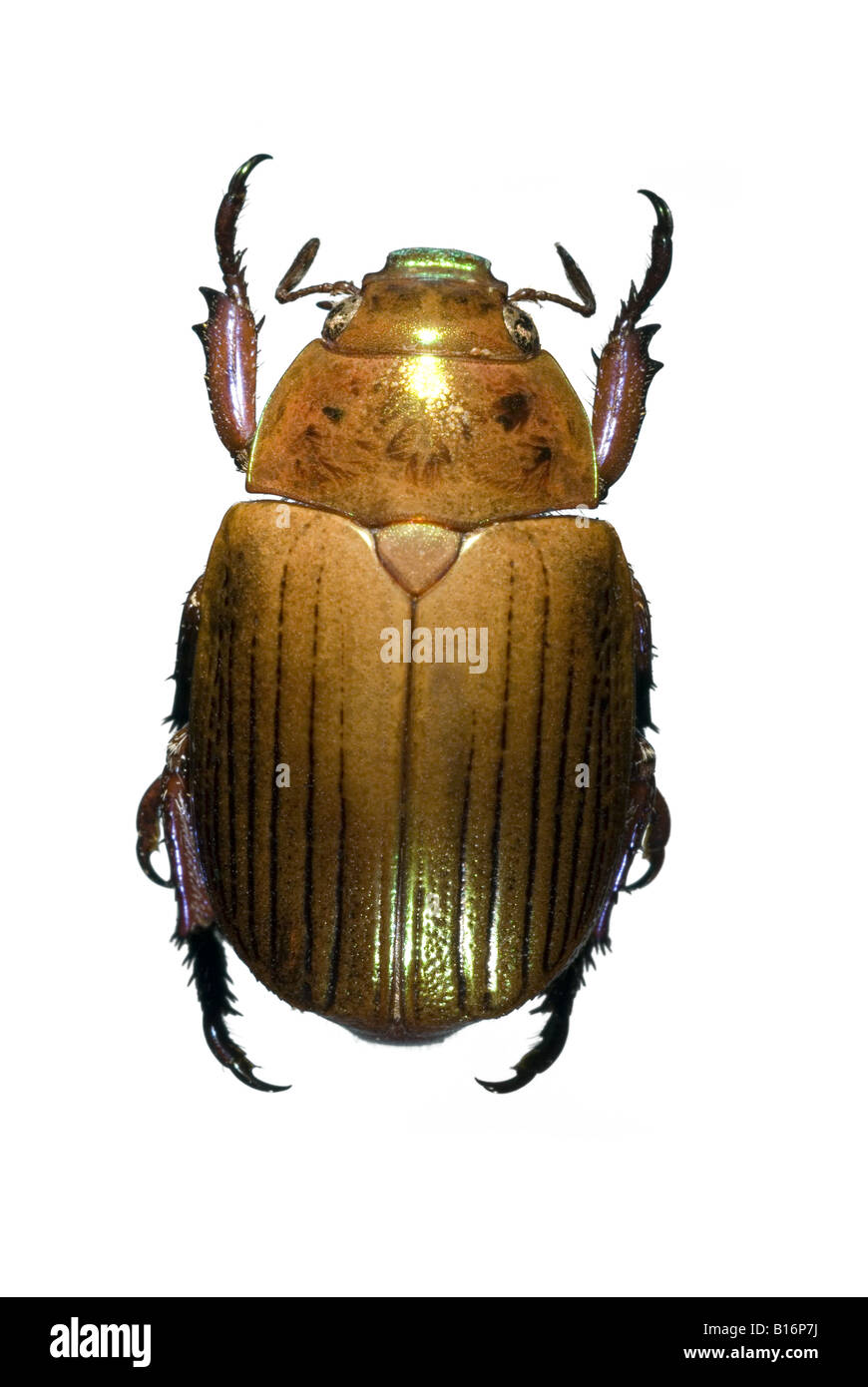 Jewel beetle chubby Banque D'Images