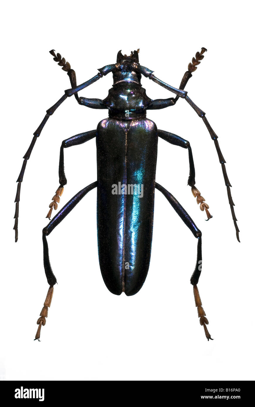 Jewel beetle grandes antennes Banque D'Images