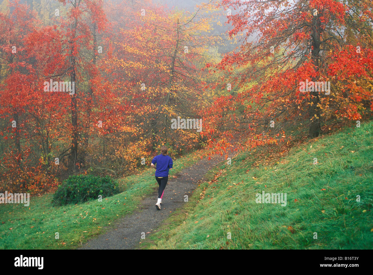 Jogger sur Wildwood Trail avec des arbres dans la couleur de l'automne Hoyt Arboretum Parc Washington Oregon Portland Banque D'Images