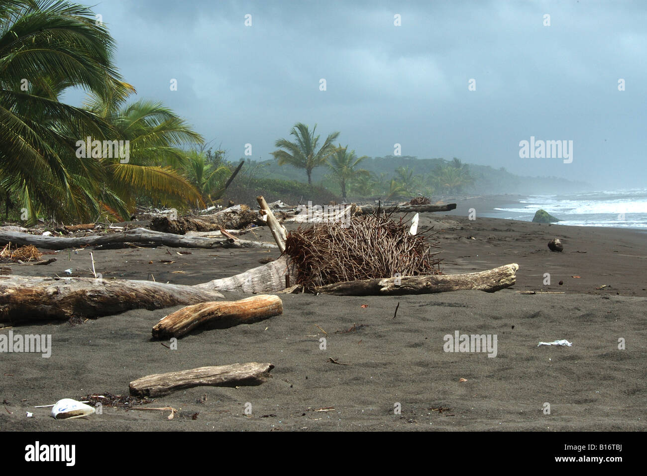 Tortughero costa caraibica la forêt pluviale Costarica foresta foresta tropicale spiaggia palma legna da ardere morti Banque D'Images