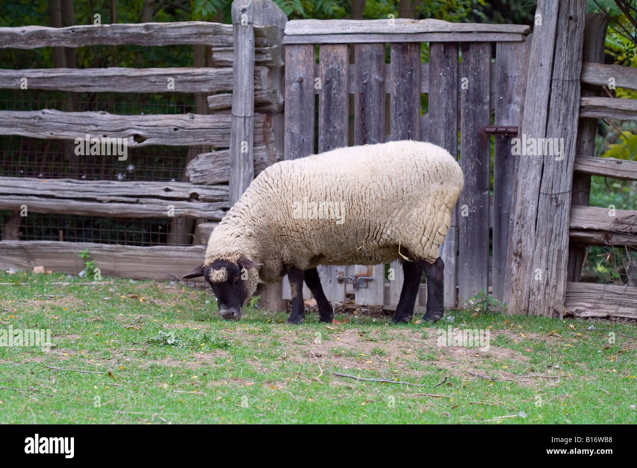 Animaux de la ferme Banque D'Images