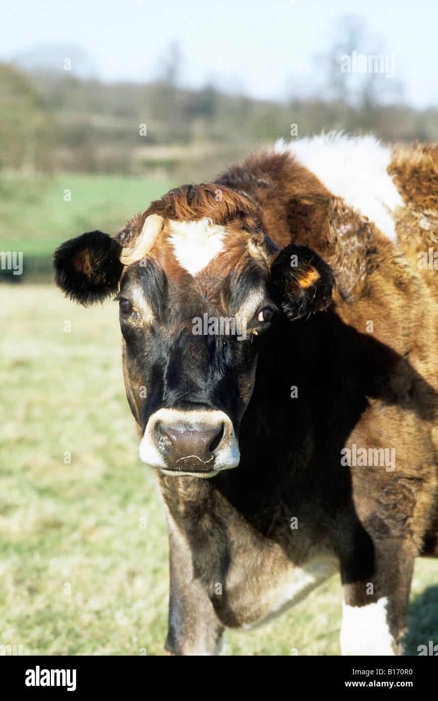 Un curieux horned Channel Island cow Banque D'Images