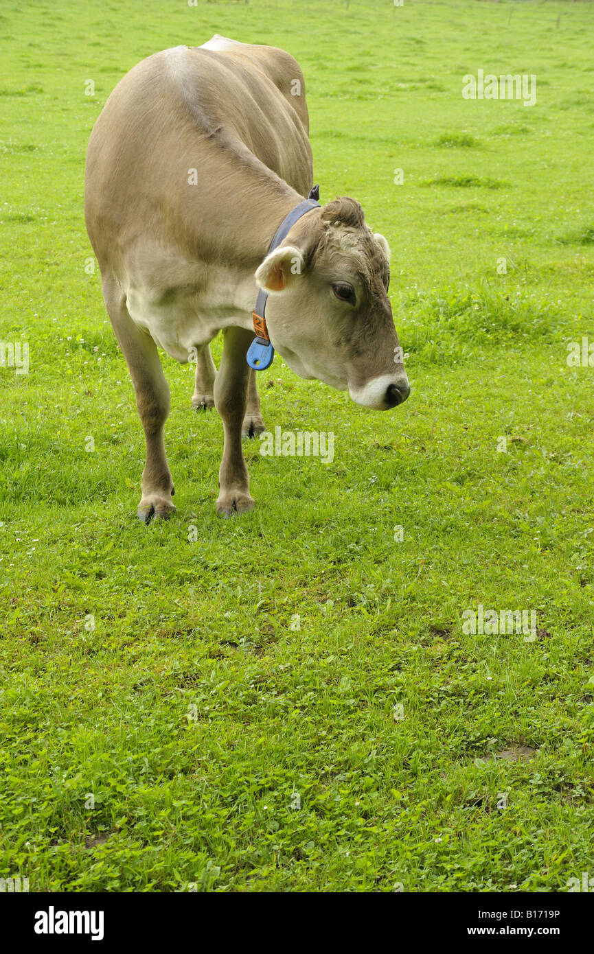 Jeune vache dans le trèfle Banque D'Images