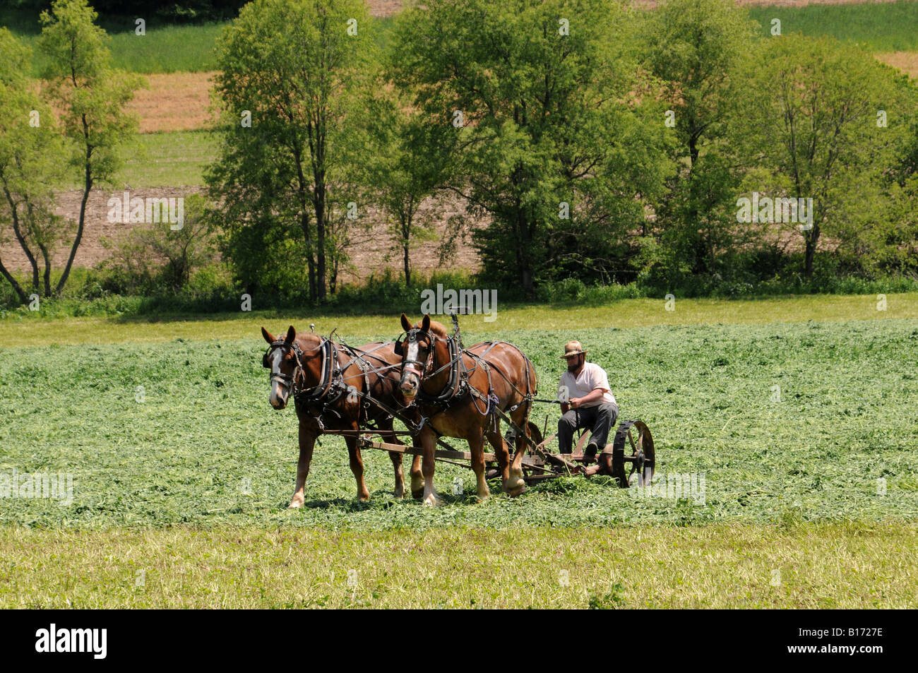 Homme Amish fenaison Banque D'Images