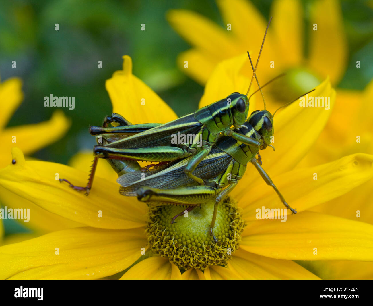 L'accouplement des sauterelles Banque D'Images