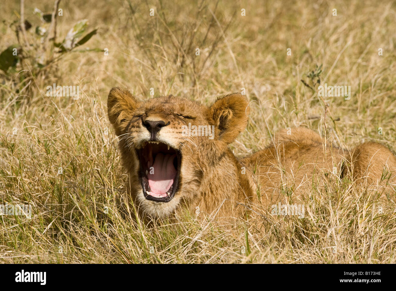 Libre De Funny Baby Lion Cub Pour Ouvrir La Bouche Parle De Loucher La Bouche Ouverte Montrant Les Dents De Chanter Ou Dire Ahh Lying In Grassy Field Fond Mou Photo Stock