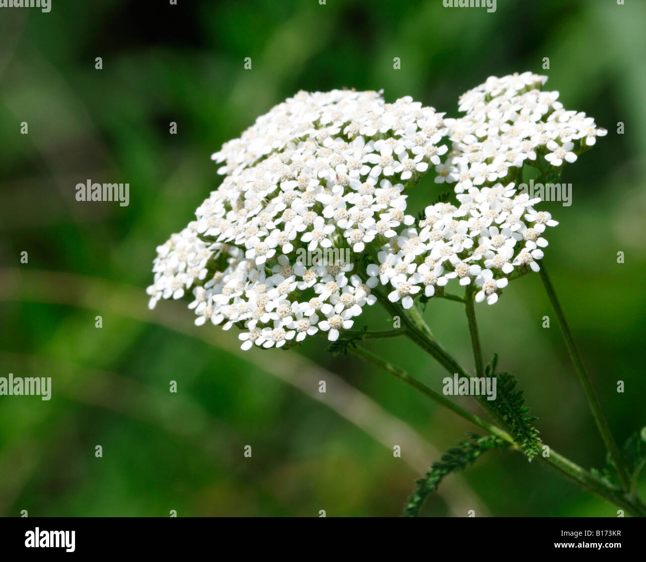 Achillée blanche commune, une fleur sauvage une fois utilisé en phytothérapie par les Amérindiens en Amérique du Nord. New York, USA. Banque D'Images