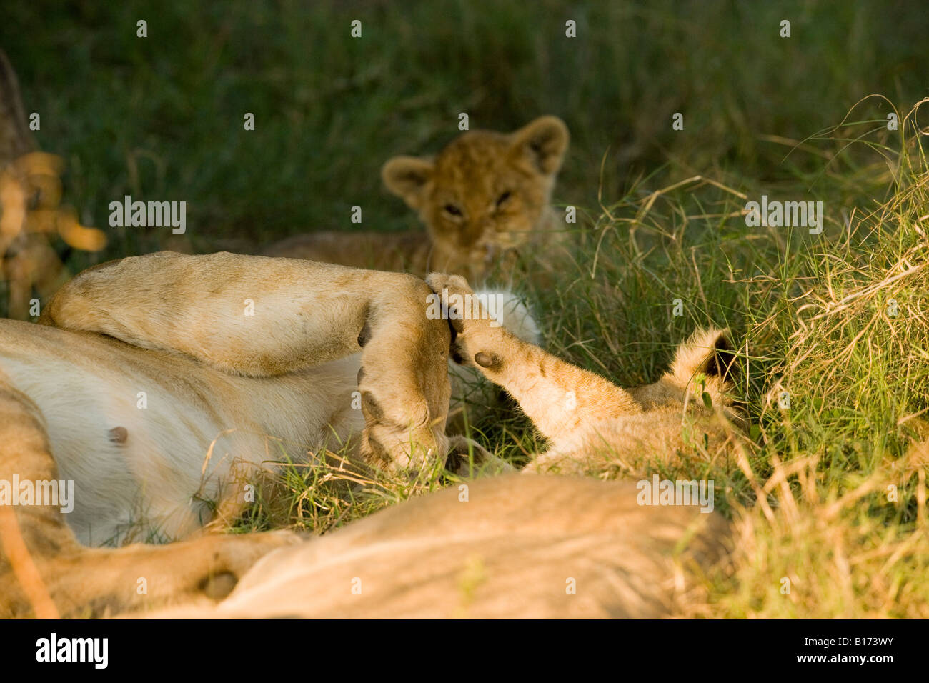 Libre de la mère et l'enfant lion cub toucher paws dormir couché dans l'herbe verte au soleil chaud, grandes et petites pattes arrière-plan soft touch Okavango Moremi Banque D'Images