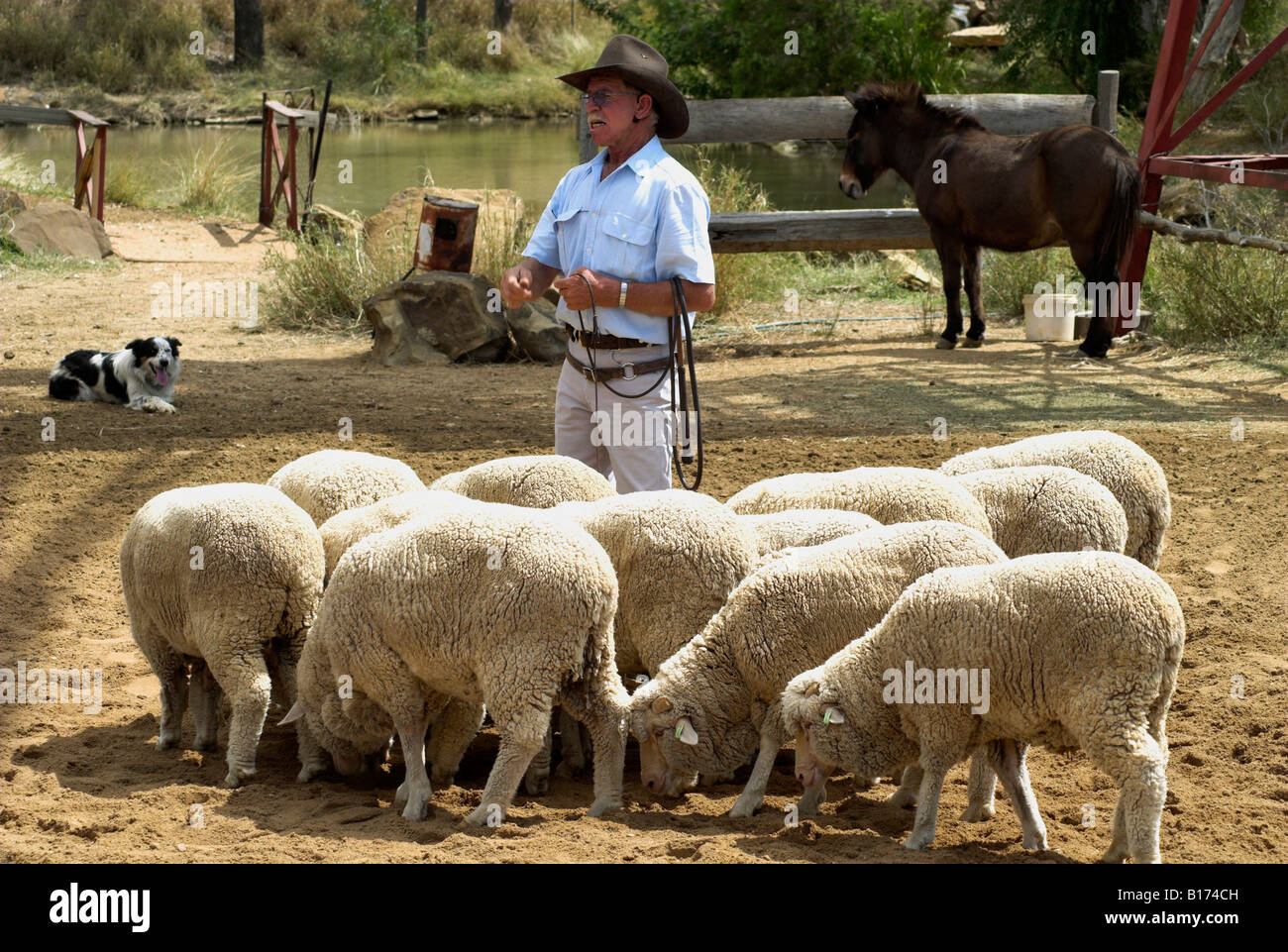 Rassemblement des moutons au Stockman's Hall of Fame, Queensland, Australie Banque D'Images