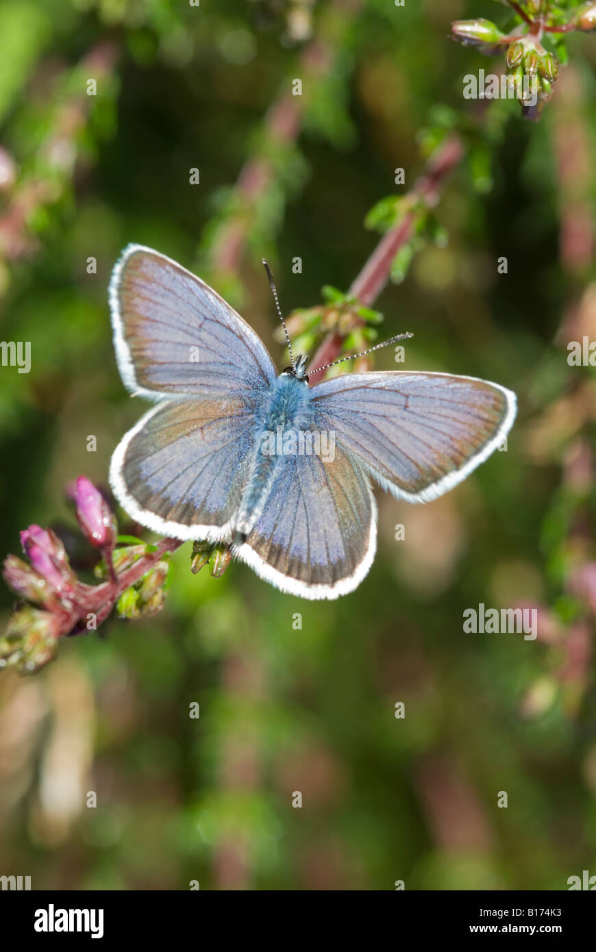 Argent clouté bleu, Plebejus argus, Homme se réchauffant au soleil avec les ailes ouvertes, Iping Common, Midhurst, West Sussex, UK, mai Banque D'Images